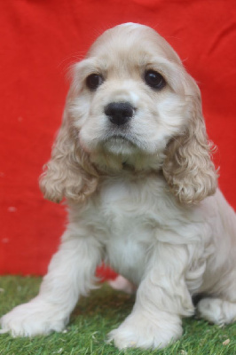 MALE BLOND collier noir