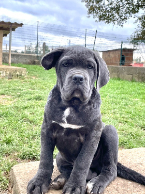 of caniland's dream - Cane Corso - Portée née le 23/08/2024