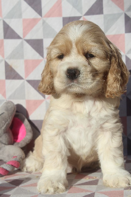 MALE BLOND collier blanc