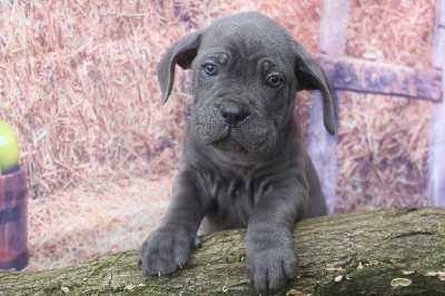 male gris bleu (collier violet)