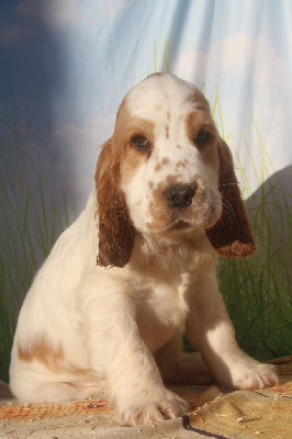 Male blanc et fauve TITI