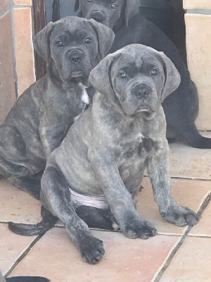 MALE GRIS BLEU bringé (collier rouge)