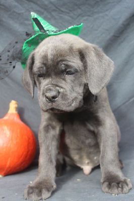 vulcan male gris bleu (collier noir)