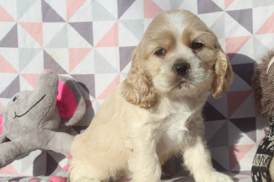 MALE BLOND collier rose