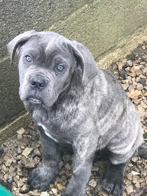 MALE GRIS BLEU bringé « Tacito »