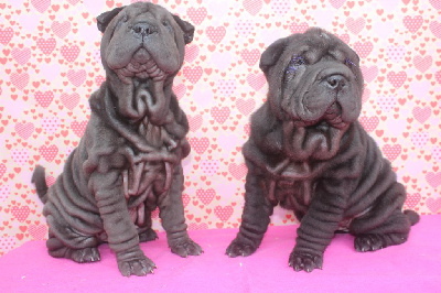 of caniland's dream - Shar Pei - Portée née le 14/09/2024