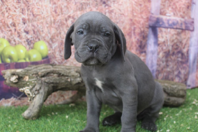 male gris bleu (collier vert)