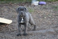 femelle gris bleu (petit modèle) PATCHOULI