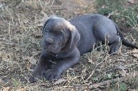 male gris bleu (collier orange )