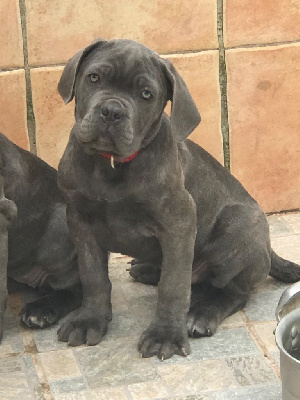 ULRICO male gris bleu