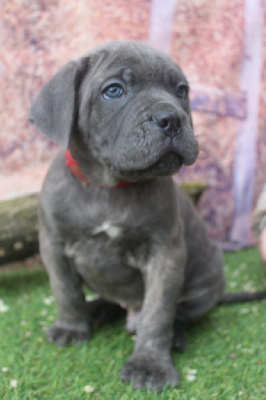 ULTIMO ATHOS male gris bleu (collier rouge)