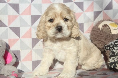 MALE BLOND collier noir