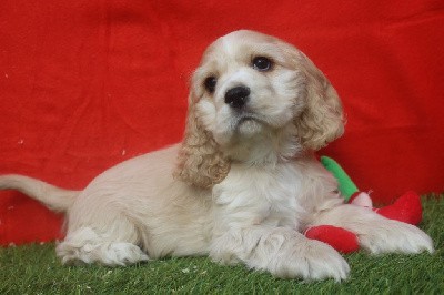 MALE BLOND COLLIER ROUGE