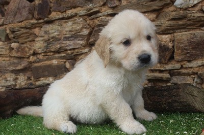 male (collier blanc)