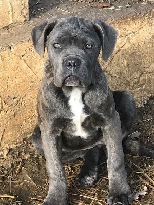 femelle gris bleu bringé «  Trévi »