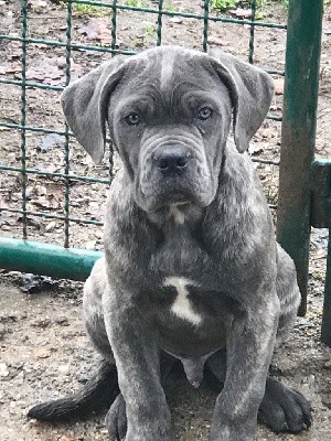 MALE GRIS BLEU bringé « Tacito »