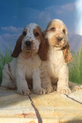 Male blanc et fauve TITI