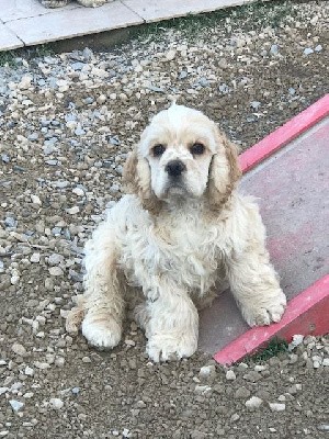 male blond TEDDYBEAR