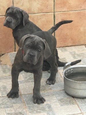 ULRICO male gris bleu