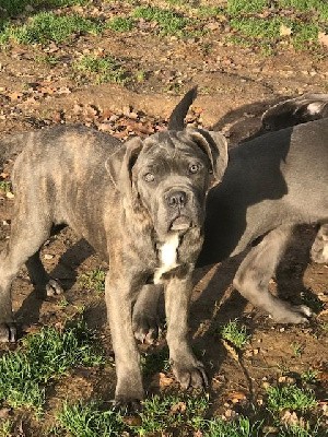 femelle gris bleu bringé «  Trévi »