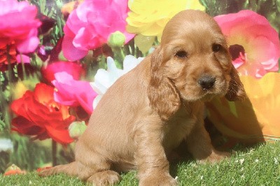 vasco male fauve (collier jaune)