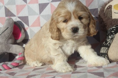 MALE BLOND collier blanc