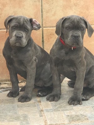 ULRICO male gris bleu