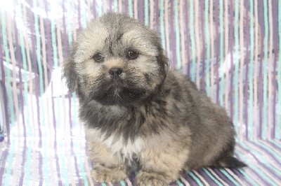 male sable gris TIBET