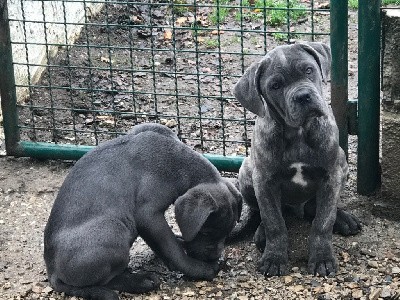 MALE GRIS BLEU bringé « Tacito »