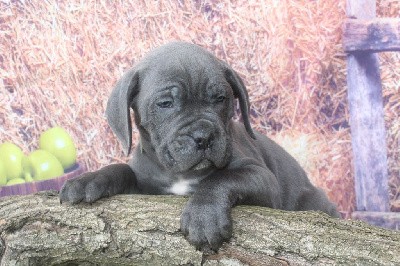 male gris bleu (collier vert)