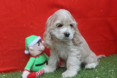 MALE BLOND COLLIER VERT