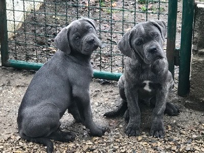 Male gris bleu » Tito »