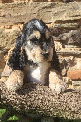 femelle zibeline (petite) TENDRESSE