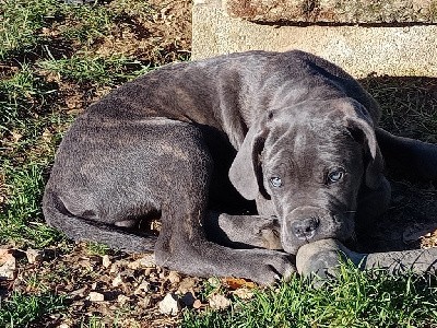 VITO male gris bringé (collier violet)