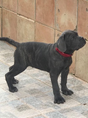 ULRICO male gris bleu