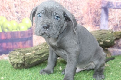 male gris bleu (collier violet)