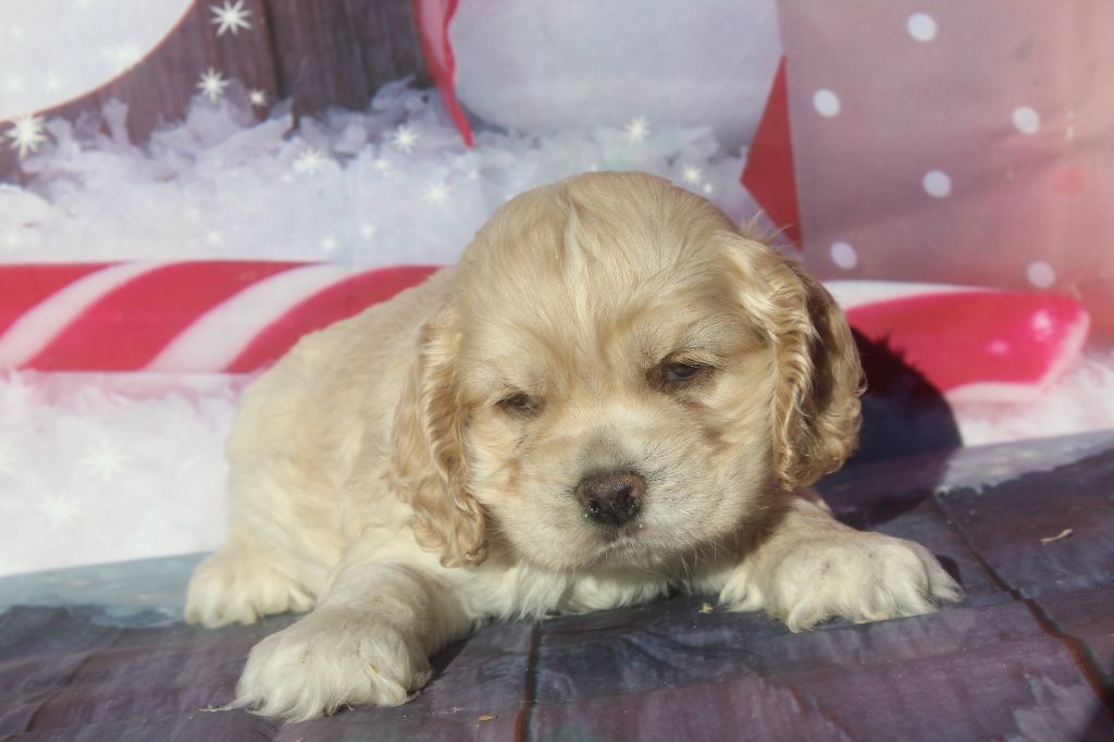 of caniland's dream - Chiot disponible  - American Cocker Spaniel