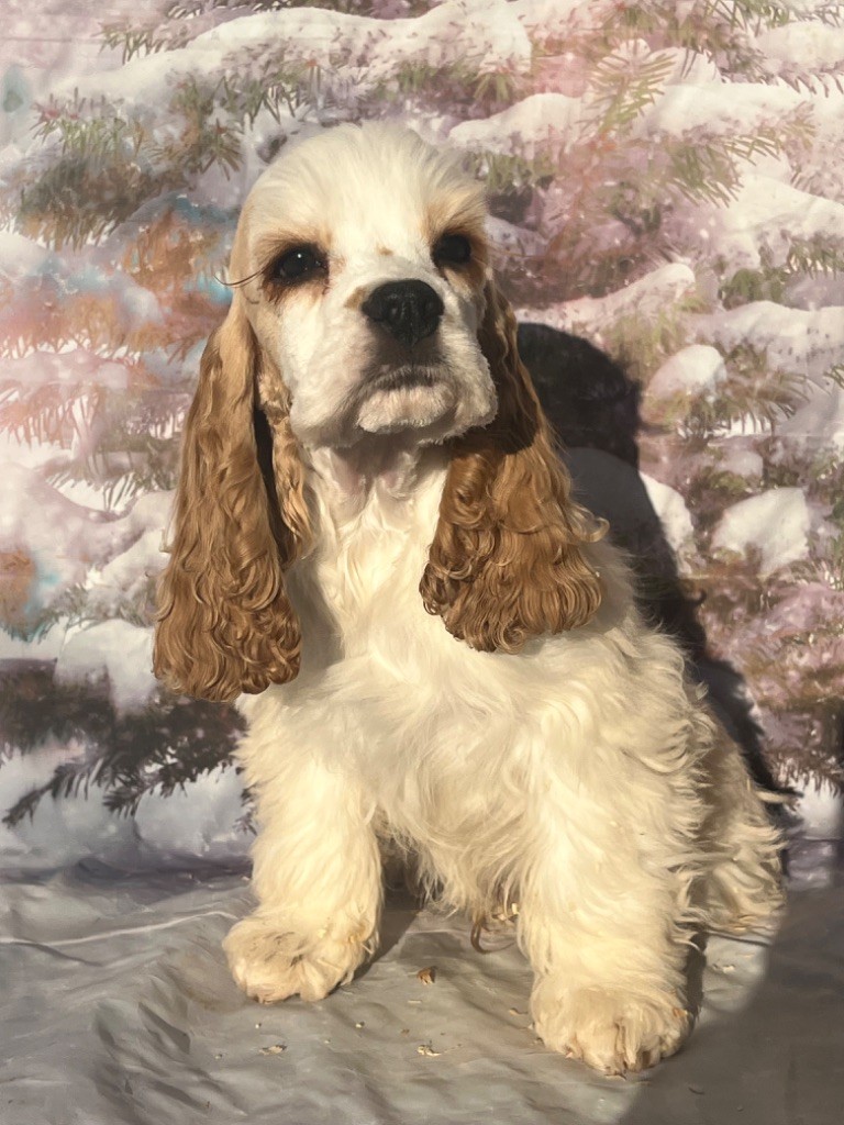 of caniland's dream - Chiot disponible  - American Cocker Spaniel