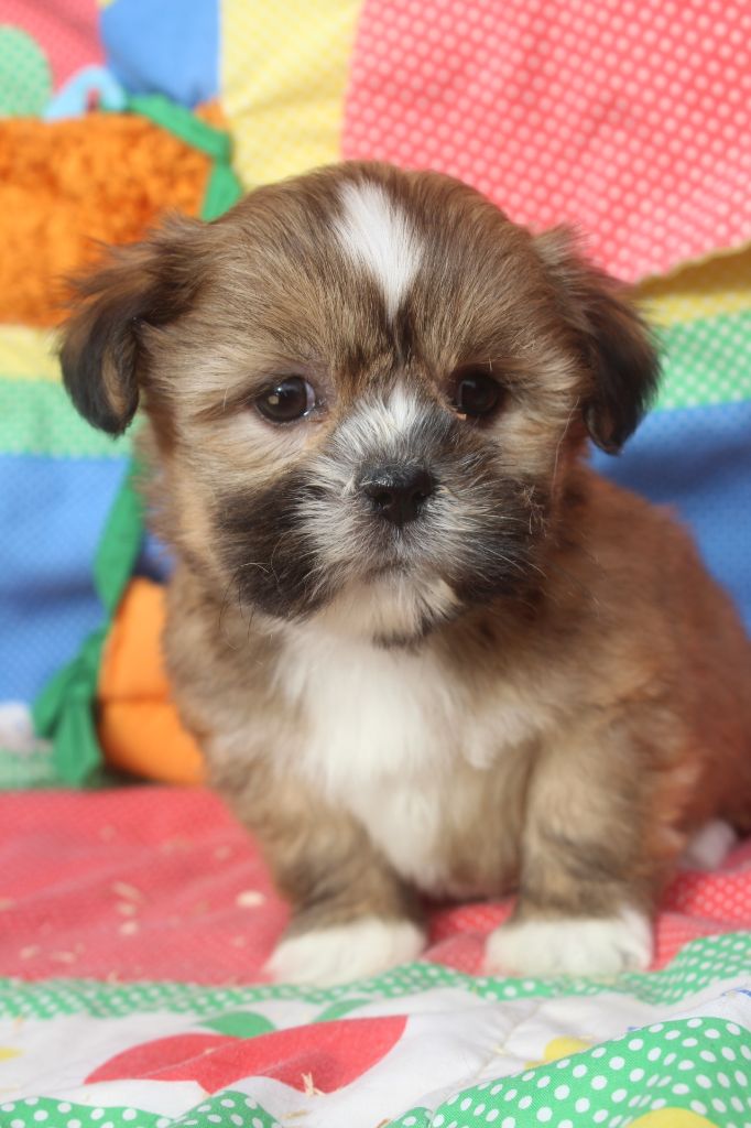 of caniland's dream - Chiot disponible  - Lhassa Apso