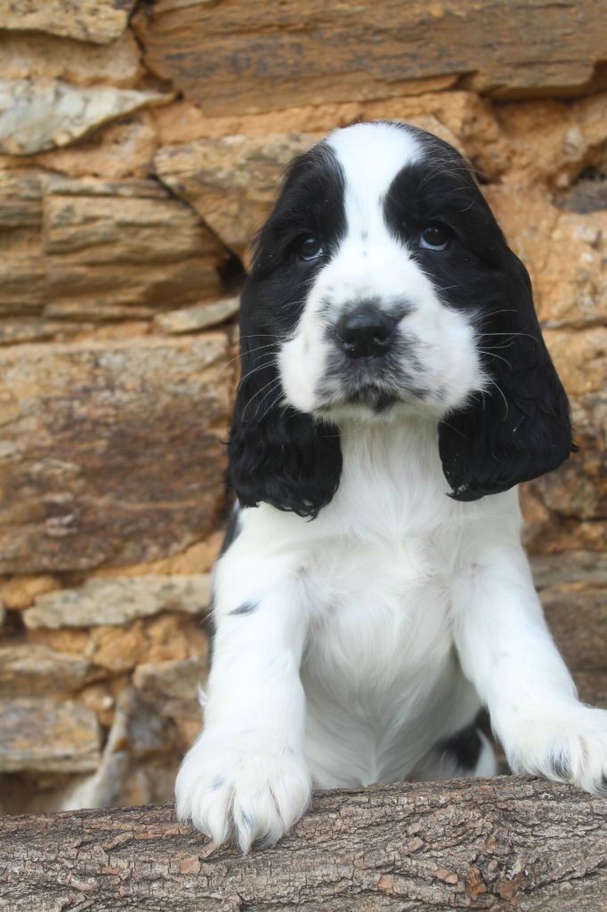 of caniland's dream - Chiot disponible  - Cocker Spaniel Anglais