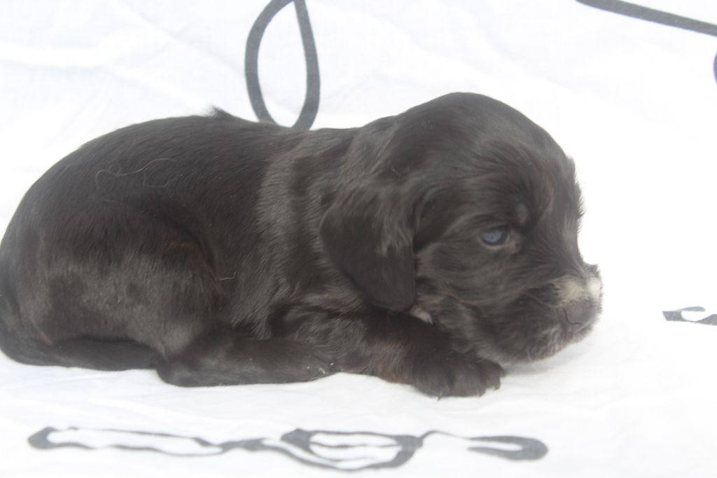 of caniland's dream - Chiot disponible  - Cocker Spaniel Anglais