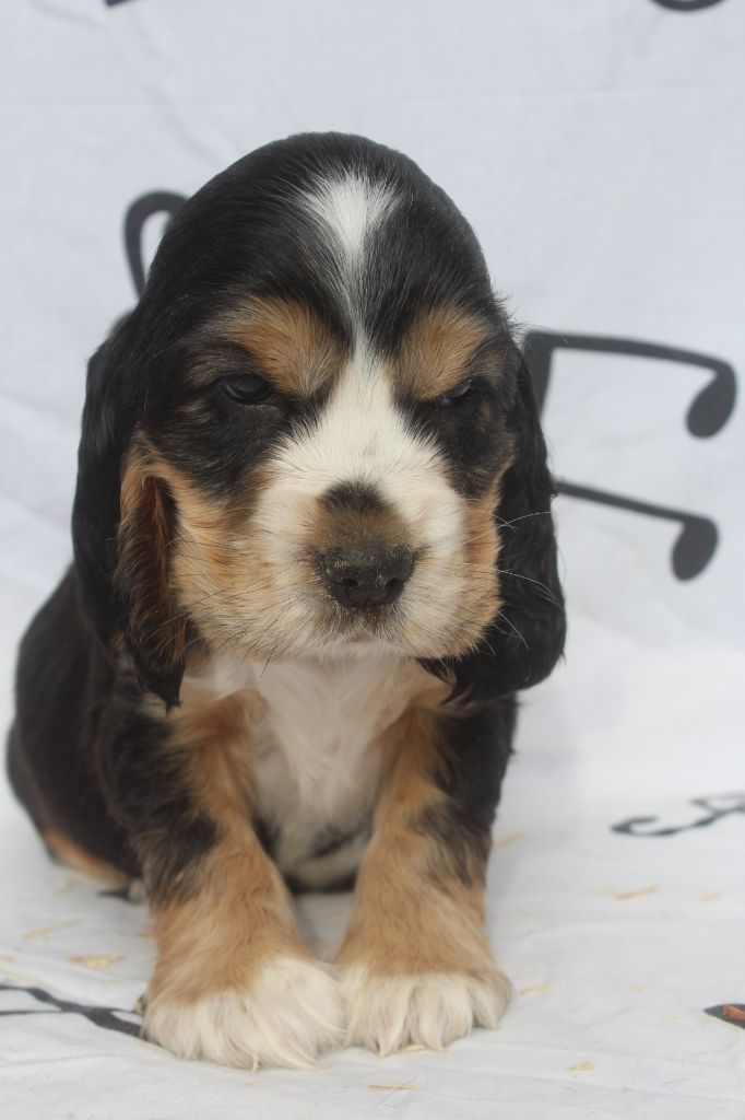 of caniland's dream - Chiot disponible  - Cocker Spaniel Anglais