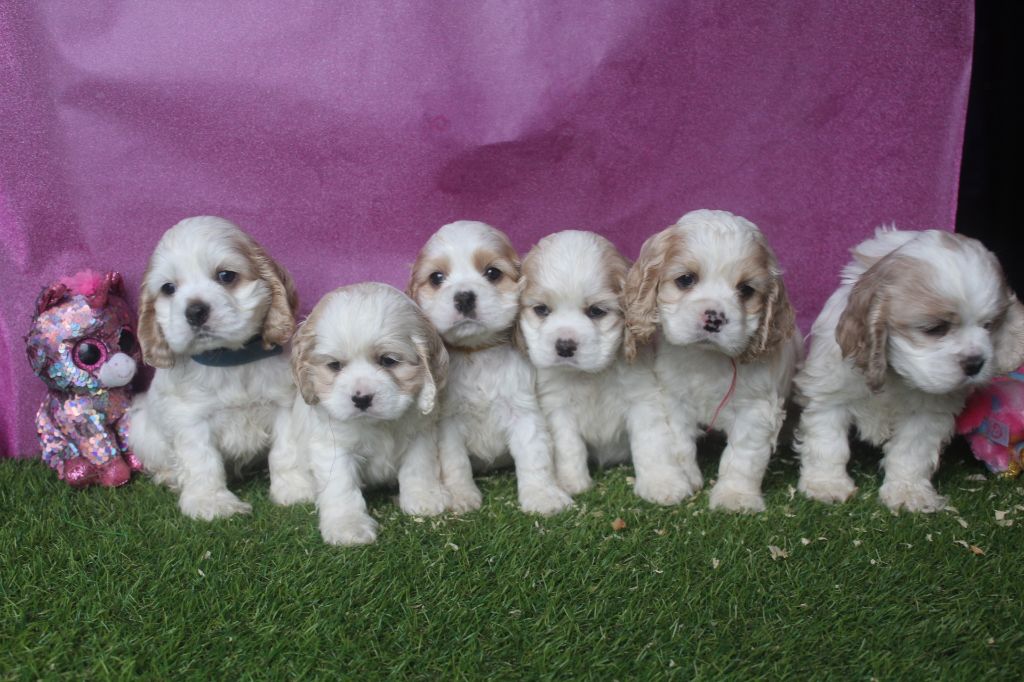 chiot American Cocker Spaniel of caniland's dream