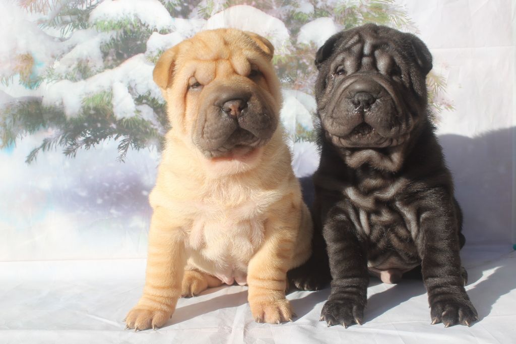 chiot Shar Pei of caniland's dream