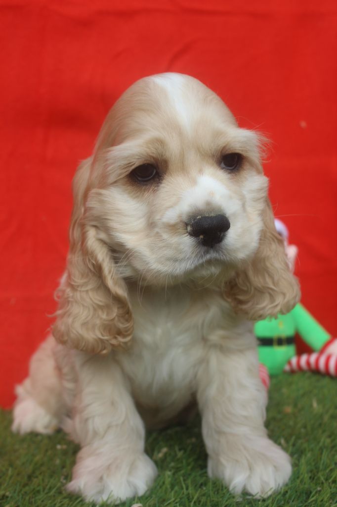 of caniland's dream - Chiot disponible  - American Cocker Spaniel