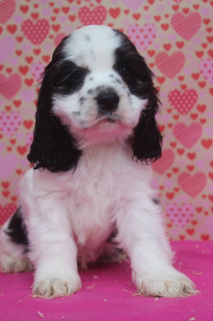 of caniland's dream - Chiot disponible  - American Cocker Spaniel