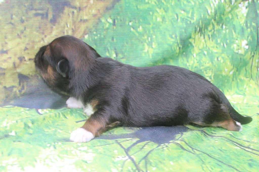 of caniland's dream - Chiot disponible  - Lhassa Apso