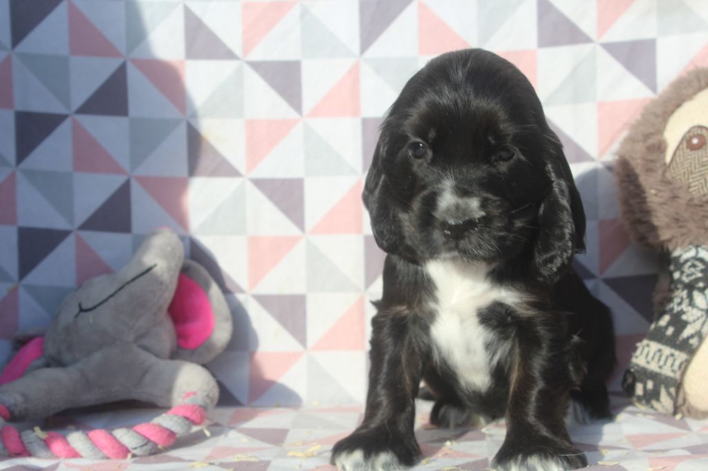 of caniland's dream - Chiot disponible  - Cocker Spaniel Anglais