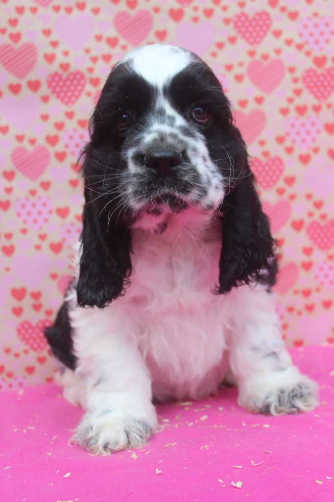 of caniland's dream - Chiot disponible  - American Cocker Spaniel