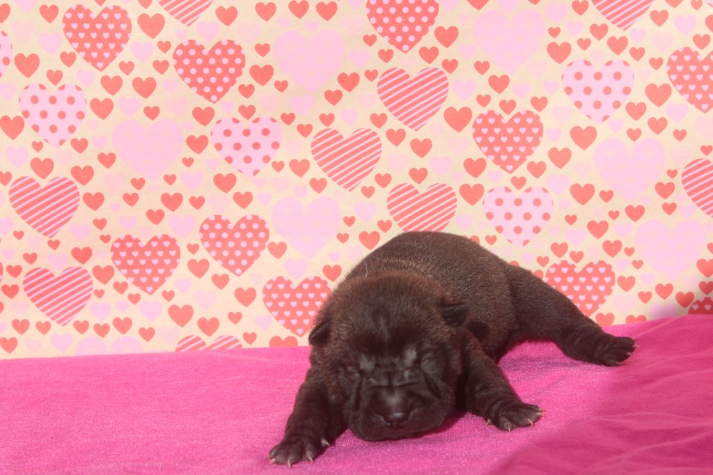 of caniland's dream - Chiot disponible  - Shar Pei